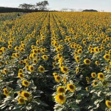 観光農園　花ひろば