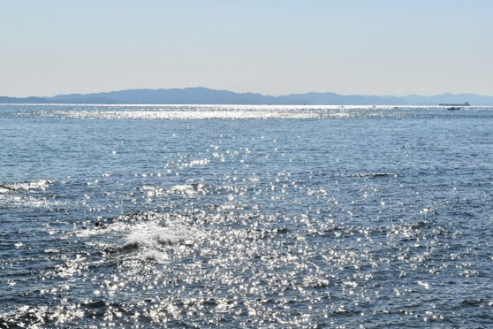 篠島の海
