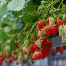 知多半島でいちご狩り