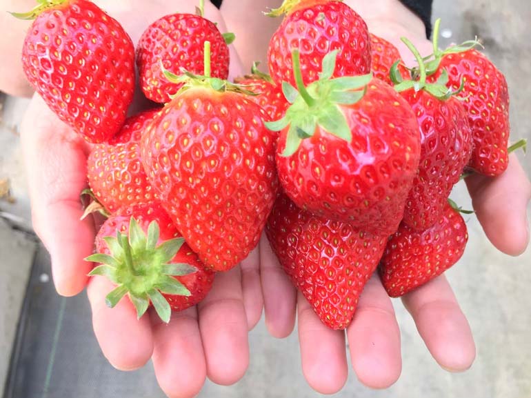 知多半島のいちご狩り