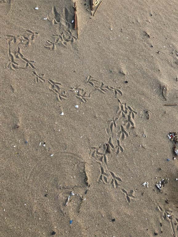 野間海岸シーグラス