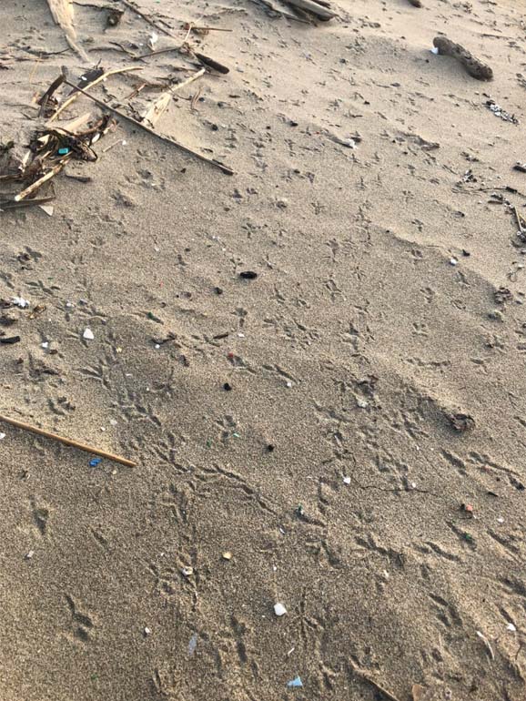 野間海岸シーグラス