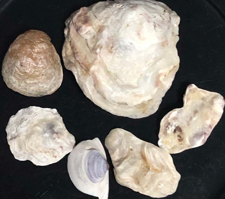 野間海岸シーグラス