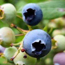 知多半島でブルーベリー＆ぶどう狩り