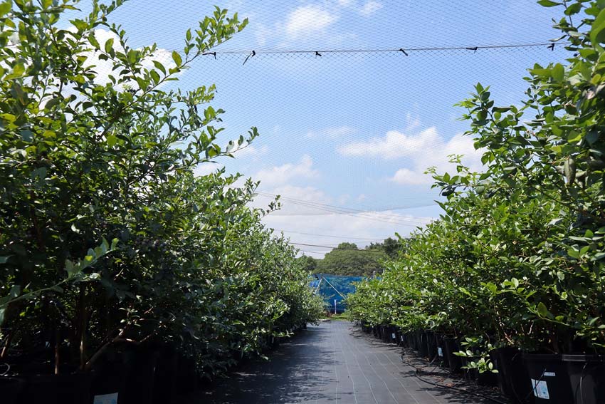 知多半島でブルーベリー＆ぶどう狩り