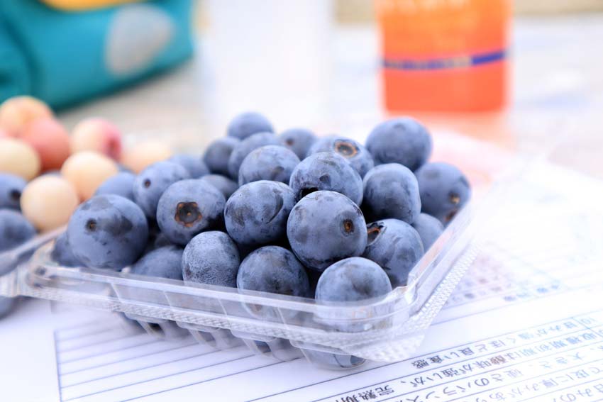 知多半島でブルーベリー＆ぶどう狩り 