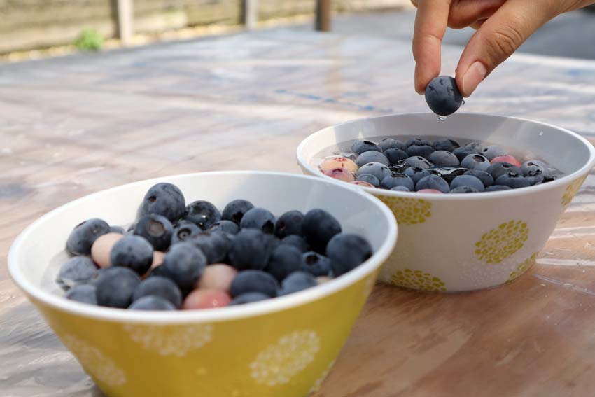 知多半島でブルーベリー＆ぶどう狩り 