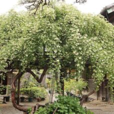 小栗家住宅の「萬三の白モッコウバラ」