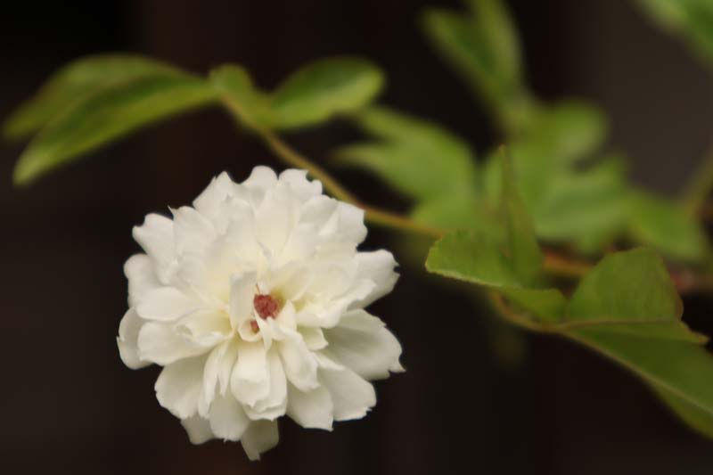 小栗家住宅の「萬三の白モッコウバラ」 