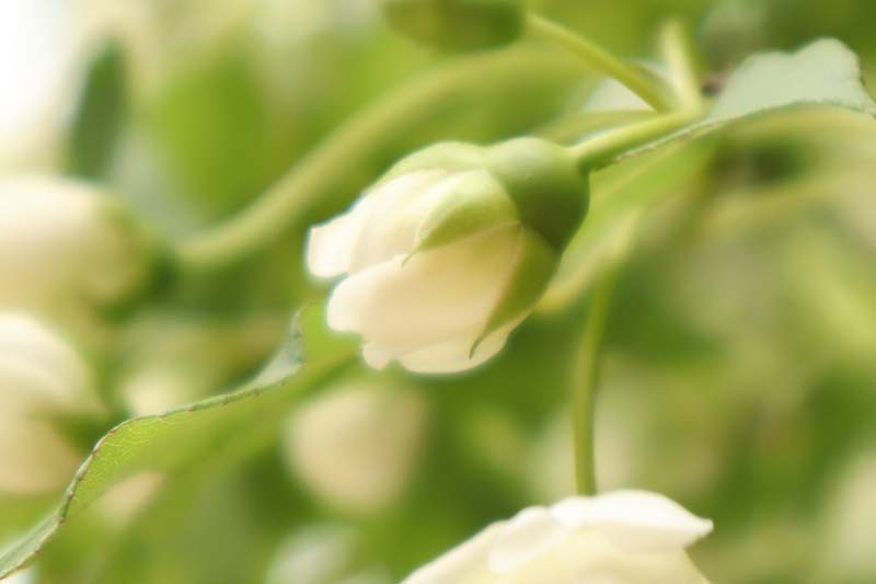 小栗家住宅の「萬三の白モッコウバラ」 