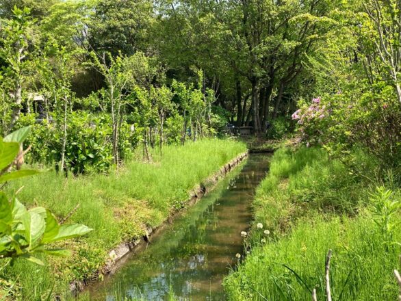 幻想的なホタルに癒やされる 白沢ホタルの里 